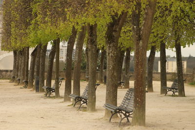 Chairs on beach against trees