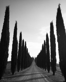 Empty road amidst trees on field