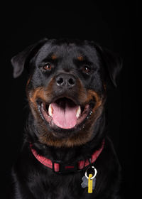 Close-up portrait of black dog