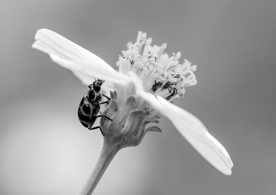Close-up of bee on flower