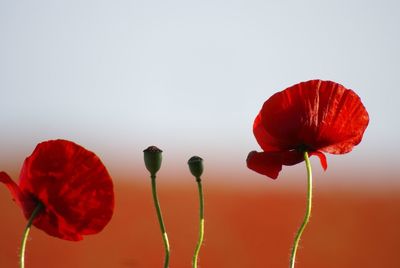 Close-up of red poppy flower