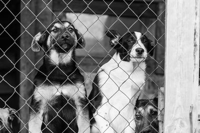 Portrait of dog seen through fence