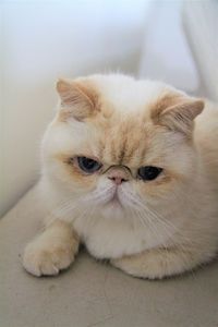 Close-up portrait of a cat