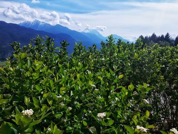 Plants growing on field against sky