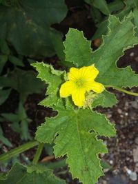 Close-up of yellow flower