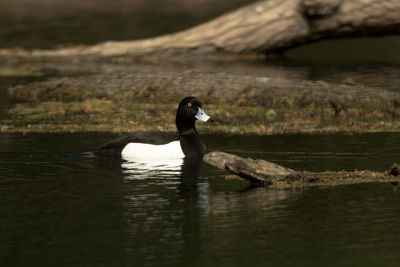 Side view of a duck swimming in lake