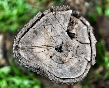 Close-up of insect on tree stump