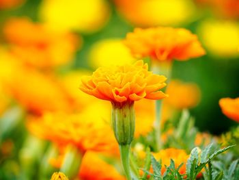 Close-up of marigold flower