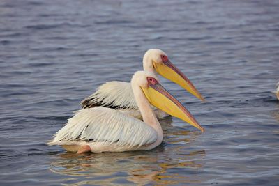 Two pelicans side by side