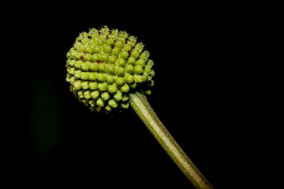 Close-up of green plant against black background