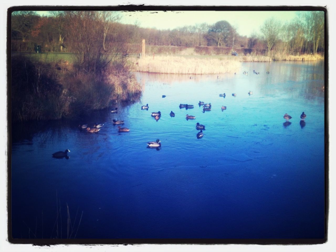 Brierley Forest Park