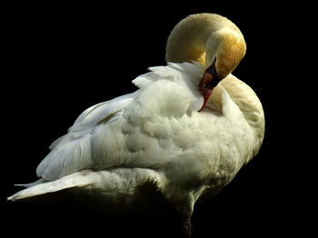 Side view of swan preening against black background
