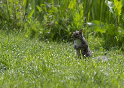 Squirrel on a field