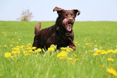 Black dog in a field