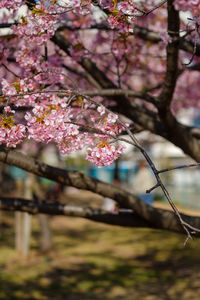 Close-up of pink cherry blossom tree