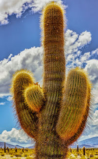 Low angle view of succulent plant on land against sky