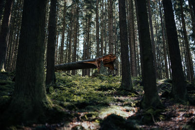 Trees in forest