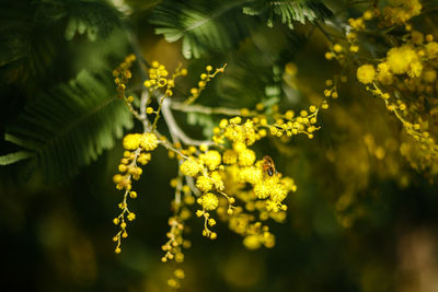 Close-up of insect on yellow flower