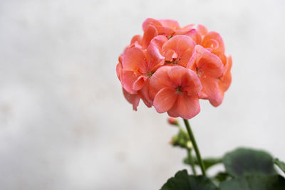 Close-up of pink rose flower