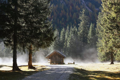 Panoramic view of trees and houses in forest