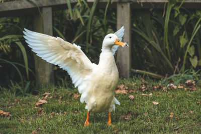 Close-up of a bird on field