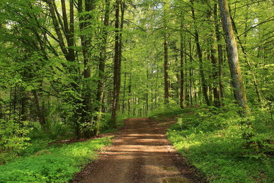 Empty road along trees in forest