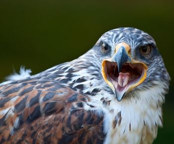 Close-up of red kite shouting