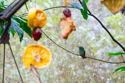 Close-up of orange fruit on tree