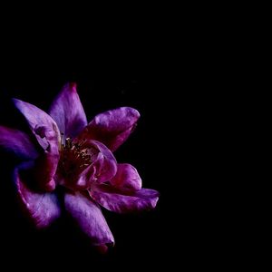 Close-up of purple rose against black background