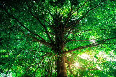 Low angle view of trees in forest