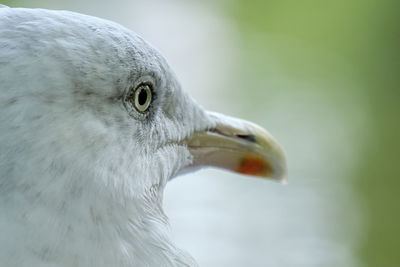 Close-up of bird