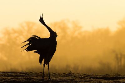 Silhouette bird on a field