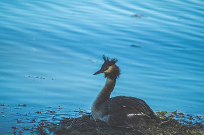 Bird in lake