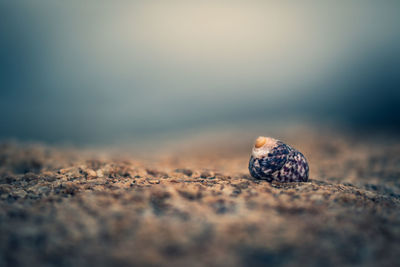 Close-up of shell on sand