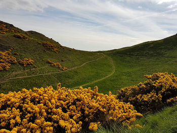 Scenic view of landscape against sky