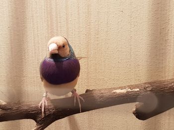 Close-up of bird perching on wall