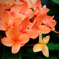 Close-up of frangipani blooming outdoors