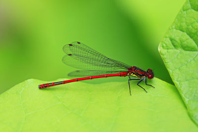 Close-up of insect on leaf