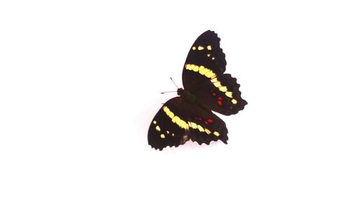 Close-up of butterfly on white background