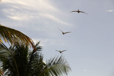 Low angle view of bird flying in sky