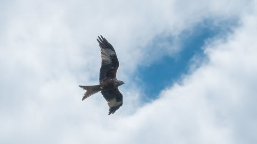 Low angle view of bird flying against sky