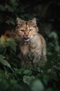 Portrait of cat on street