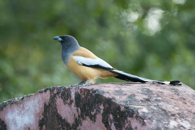 Bird perching on a branch