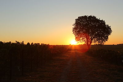 Trees on field against sky during sunset