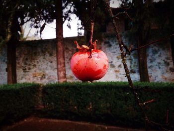 Close-up of persimmon growing on tree