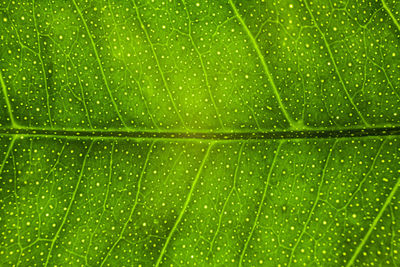 Full frame shot of wet leaf