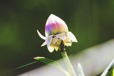 Close-up of flower against blurred background