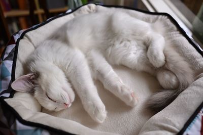 Close-up of cat sleeping