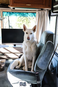 Portrait of dog sitting on chair