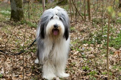 Close-up of dog on field